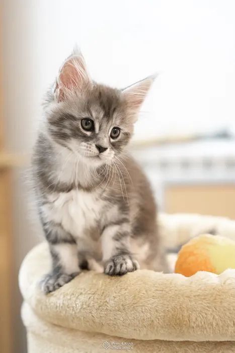 Abacoon's ALIZAH, chaton Maine Coon de la portée du 27 décembre 2025, élevage Abacoon