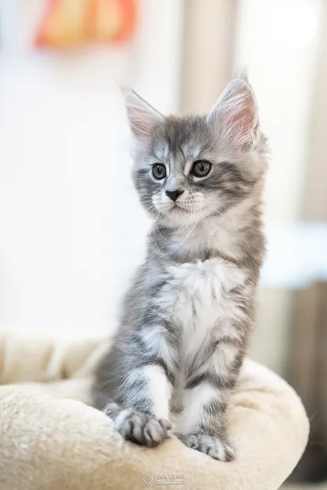 Abacoon's ALIZAH, chaton Maine Coon de la portée du 27 décembre 2025, élevage Abacoon