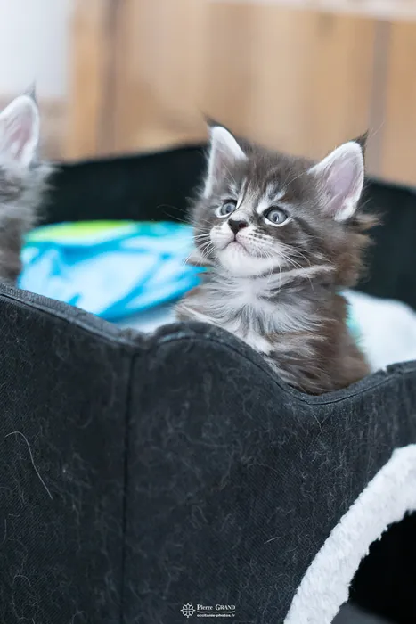 Abacoon's AVIV, chaton Maine Coon de la portée du 27 décembre 2025, élevage Abacoon