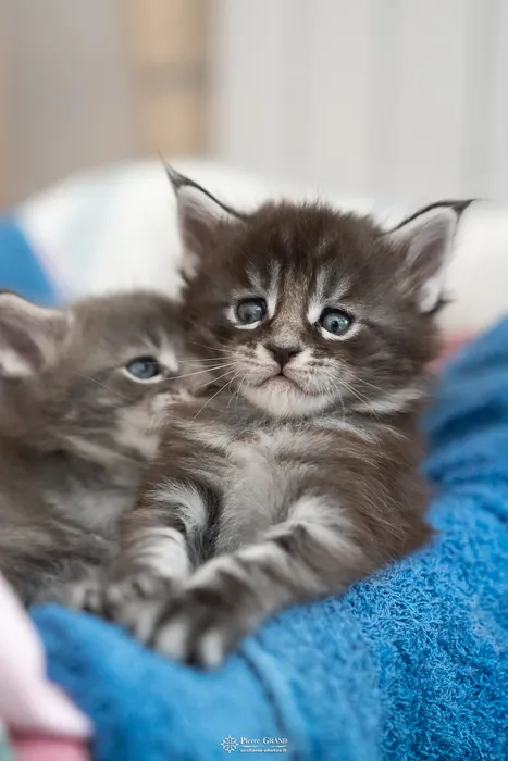 Abacoon's AVIV, chaton Maine Coon de la portée du 27 décembre 2025, élevage Abacoon