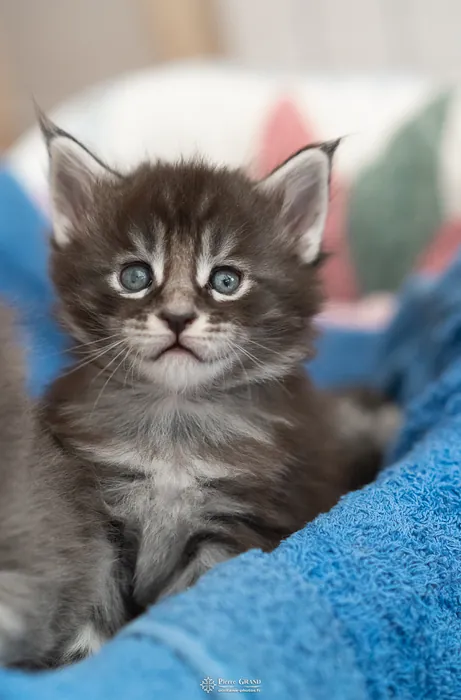 Abacoon's AVIV, chaton Maine Coon de la portée du 27 décembre 2025, élevage Abacoon