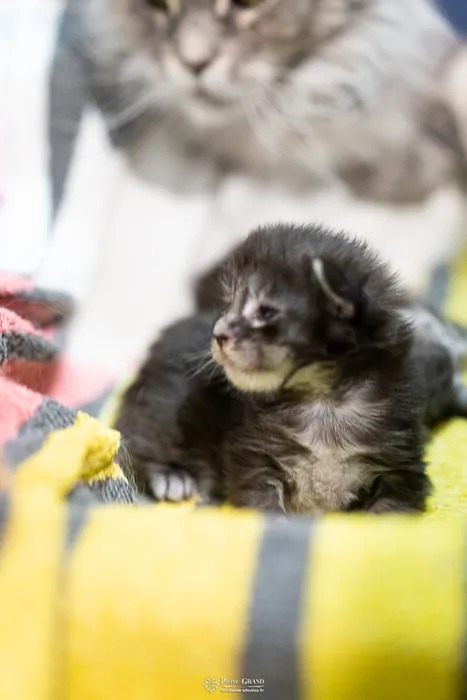 Abacoon's AVIV, chaton Maine Coon de la portée du 27 décembre 2025, élevage Abacoon