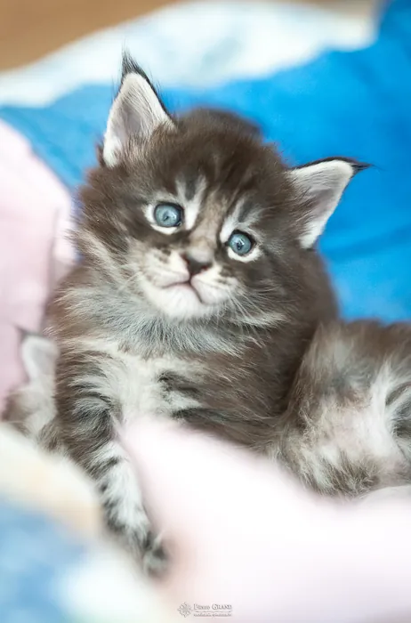 Abacoon's AVIV, chaton Maine Coon de la portée du 27 décembre 2025, élevage Abacoon