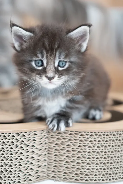 Abacoon's AVIV, chaton Maine Coon de la portée du 27 décembre 2025, élevage Abacoon