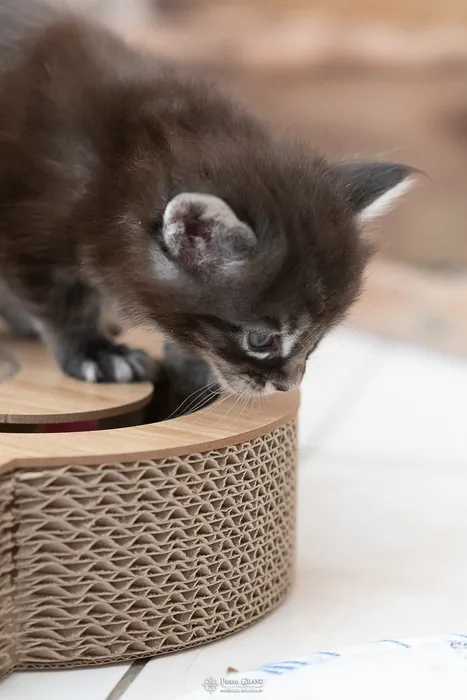 Abacoon's AVIV, chaton Maine Coon de la portée du 27 décembre 2025, élevage Abacoon
