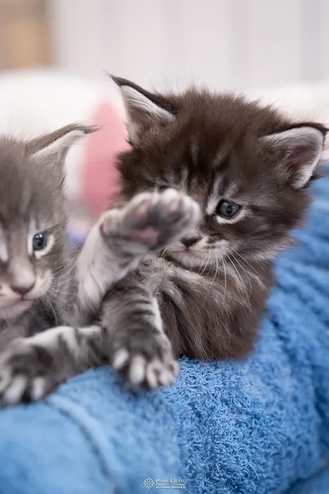 Abacoon's AVIV, chaton Maine Coon de la portée du 27 décembre 2025, élevage Abacoon