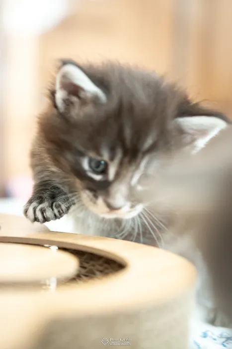 Abacoon's AVIV, chaton Maine Coon de la portée du 27 décembre 2025, élevage Abacoon