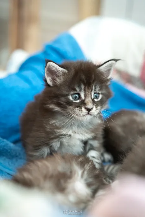 Abacoon's AVIV, chaton Maine Coon de la portée du 27 décembre 2025, élevage Abacoon