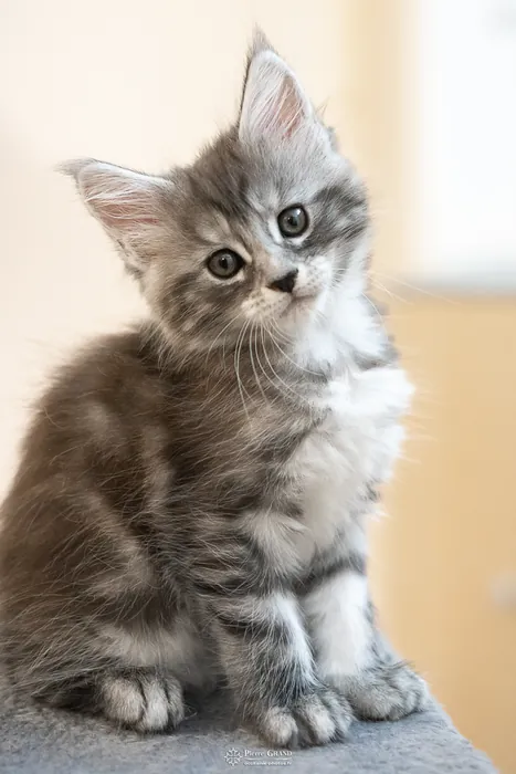 Abacoon's ALIZAH, chaton Maine Coon de la portée du 27 décembre 2025, élevage Abacoon