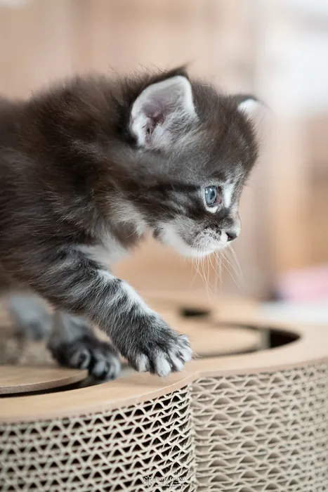 Abacoon's AVIV, chaton Maine Coon de la portée du 27 décembre 2025, élevage Abacoon