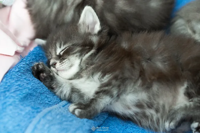 Abacoon's AVIV, chaton Maine Coon de la portée du 27 décembre 2025, élevage Abacoon