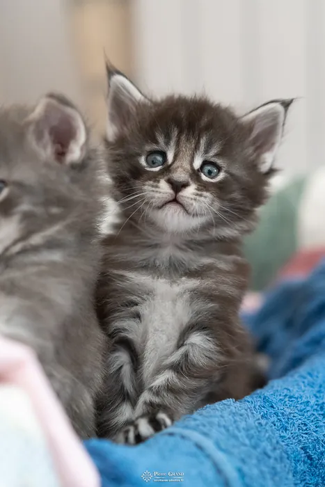 Abacoon's AVIV, chaton Maine Coon de la portée du 27 décembre 2025, élevage Abacoon