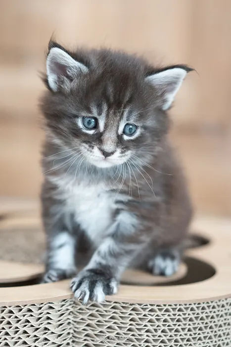 Abacoon's AVIV, chaton Maine Coon de la portée du 27 décembre 2025, élevage Abacoon