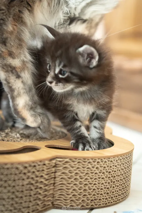 Abacoon's AVIV, chaton Maine Coon de la portée du 27 décembre 2025, élevage Abacoon