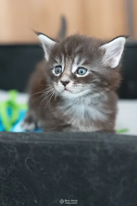 Abacoon's AVIV, chaton Maine Coon de la portée du 27 décembre 2025, élevage Abacoon
