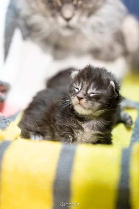 Abacoon's AVIV, chaton Maine Coon de la portée du 27 décembre 2025, élevage Abacoon