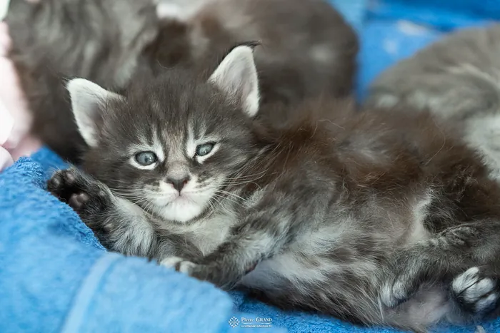 Abacoon's AVIV, chaton Maine Coon de la portée du 27 décembre 2025, élevage Abacoon