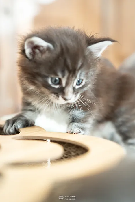 Abacoon's AVIV, chaton Maine Coon de la portée du 27 décembre 2025, élevage Abacoon