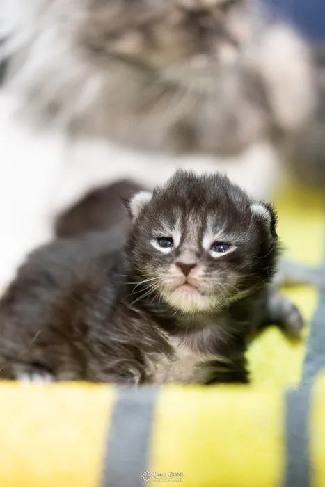 Abacoon's AVIV, chaton Maine Coon de la portée du 27 décembre 2025, élevage Abacoon