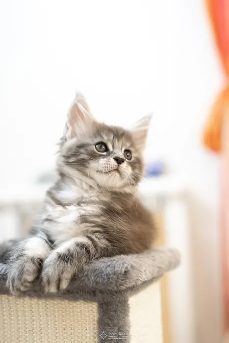 Abacoon's ALIZAH, chaton Maine Coon de la portée du 27 décembre 2025, élevage Abacoon