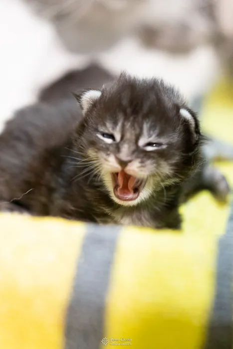 Abacoon's AVIV, chaton Maine Coon de la portée du 27 décembre 2025, élevage Abacoon