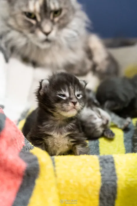 Abacoon's AVIV, chaton Maine Coon de la portée du 27 décembre 2025, élevage Abacoon