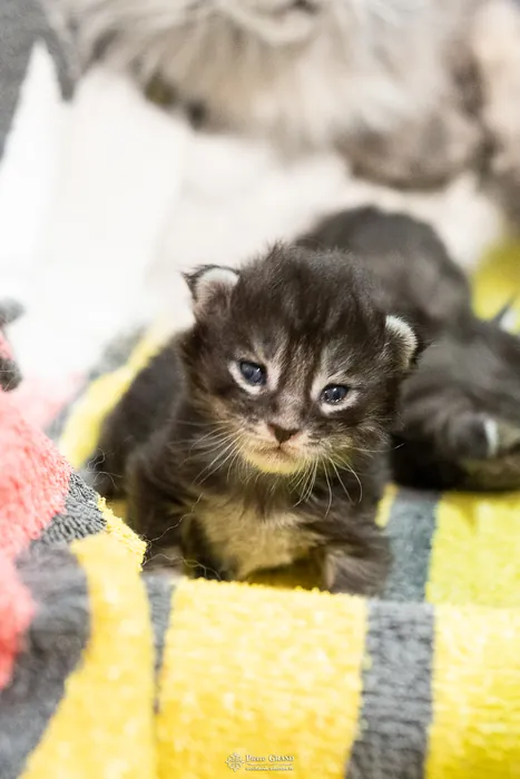 Abacoon's AVIV, chaton Maine Coon de la portée du 27 décembre 2025, élevage Abacoon