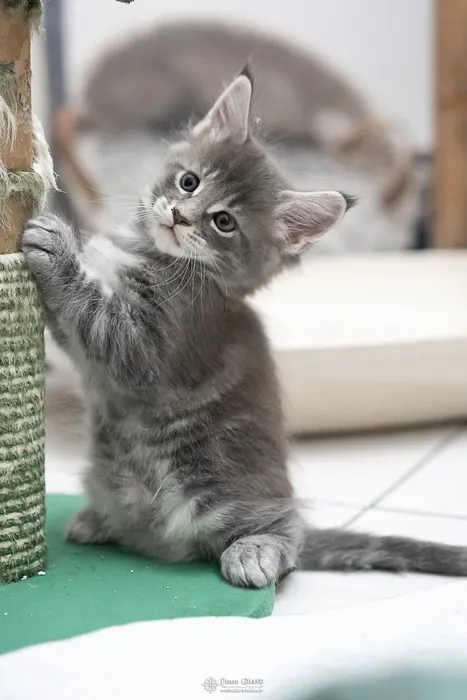 Abacoon's ARIEL, chaton Maine Coon de la portée du 27 décembre 2025, élevage Abacoon