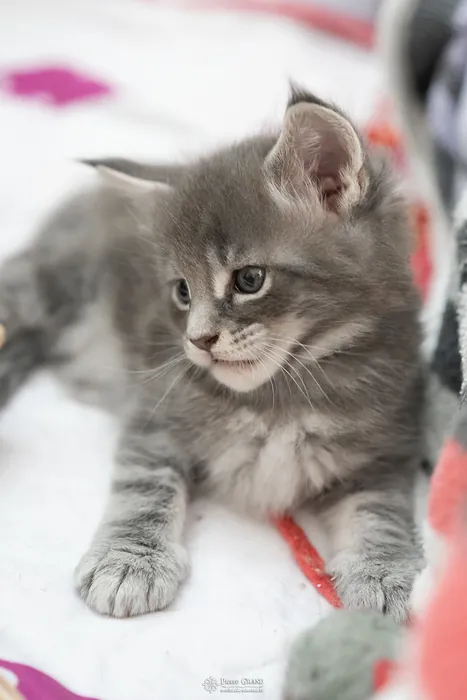 Abacoon's ARIEL, chaton Maine Coon de la portée du 27 décembre 2025, élevage Abacoon