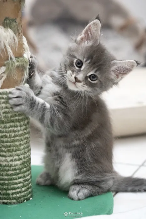 Abacoon's ARIEL, chaton Maine Coon de la portée du 27 décembre 2025, élevage Abacoon