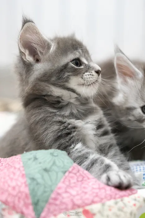 Abacoon's ARIEL, chaton Maine Coon de la portée du 27 décembre 2025, élevage Abacoon