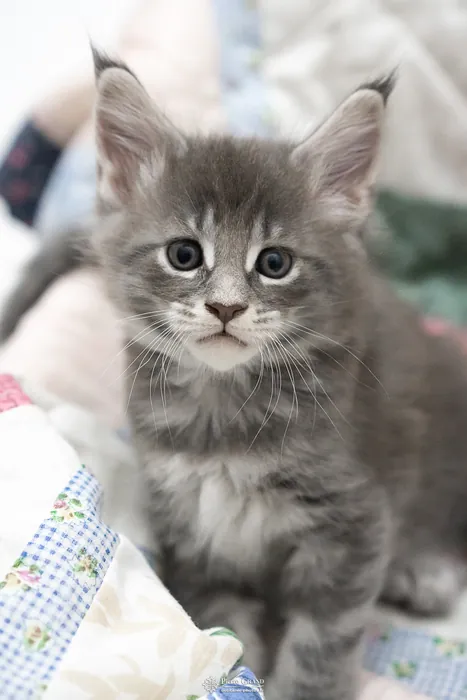Abacoon's ARIEL, chaton Maine Coon de la portée du 27 décembre 2025, élevage Abacoon