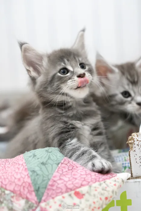 Abacoon's ARIEL, chaton Maine Coon de la portée du 27 décembre 2025, élevage Abacoon