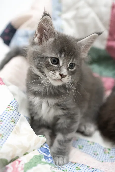 Abacoon's ARIEL, chaton Maine Coon de la portée du 27 décembre 2025, élevage Abacoon
