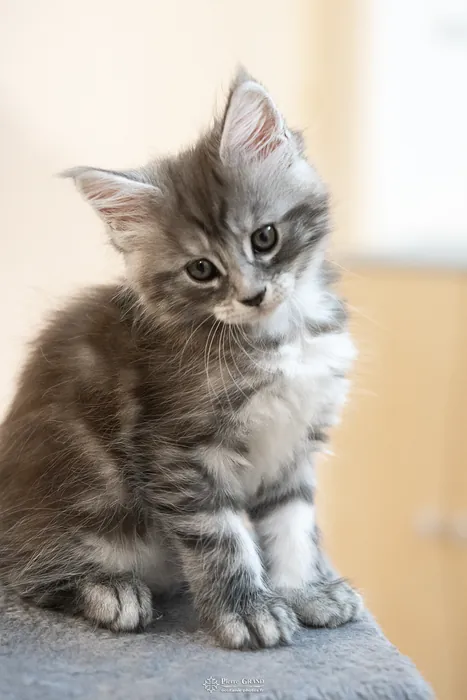 Abacoon's ALIZAH, chaton Maine Coon de la portée du 27 décembre 2025, élevage Abacoon