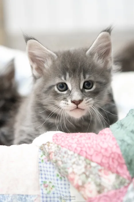 Abacoon's ARIEL, chaton Maine Coon de la portée du 27 décembre 2025, élevage Abacoon