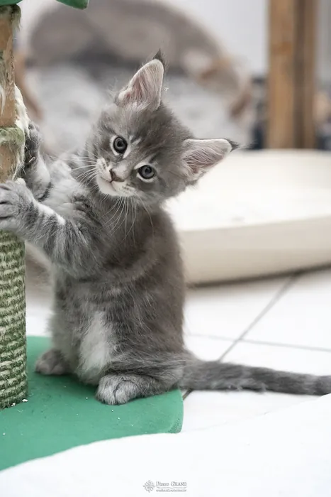 Abacoon's ARIEL, chaton Maine Coon de la portée du 27 décembre 2025, élevage Abacoon