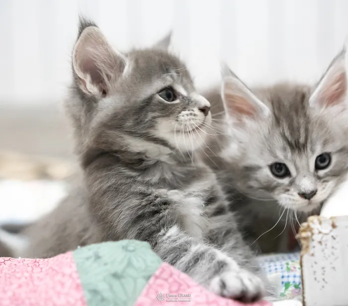 Abacoon's ARIEL, chaton Maine Coon de la portée du 27 décembre 2025, élevage Abacoon