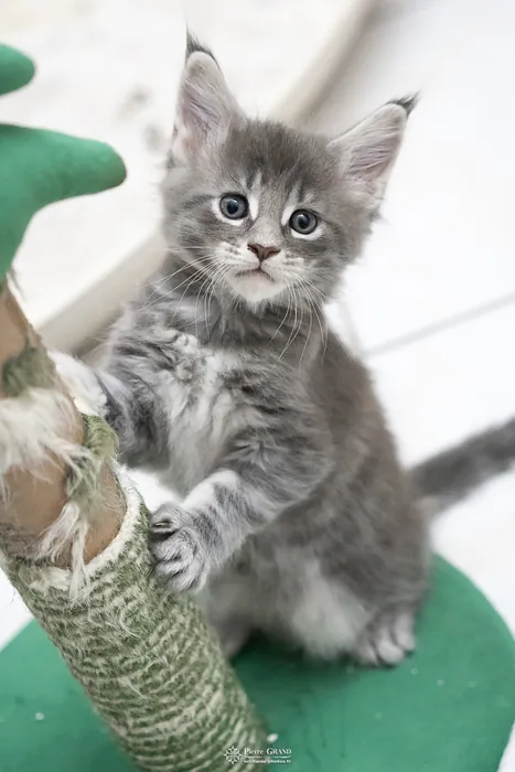 Abacoon's ARIEL, chaton Maine Coon de la portée du 27 décembre 2025, élevage Abacoon