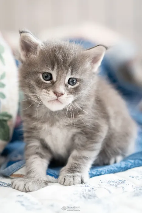 Abacoon's ARIEL, chaton Maine Coon de la portée du 27 décembre 2025, élevage Abacoon
