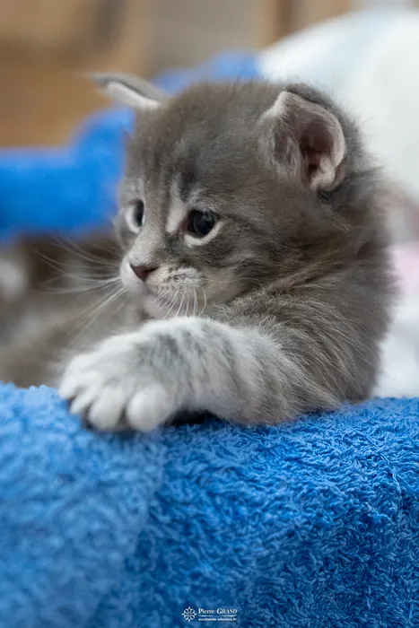 Abacoon's ARIEL, chaton Maine Coon de la portée du 27 décembre 2025, élevage Abacoon