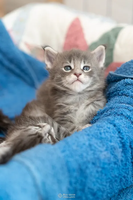 Abacoon's ARIEL, chaton Maine Coon de la portée du 27 décembre 2025, élevage Abacoon