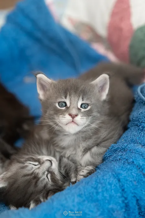 Abacoon's ARIEL, chaton Maine Coon de la portée du 27 décembre 2025, élevage Abacoon