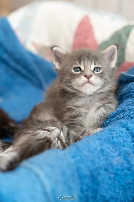 Abacoon's ARIEL, chaton Maine Coon de la portée du 27 décembre 2025, élevage Abacoon