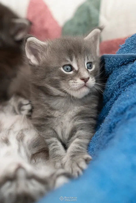 Abacoon's ARIEL, chaton Maine Coon de la portée du 27 décembre 2025, élevage Abacoon