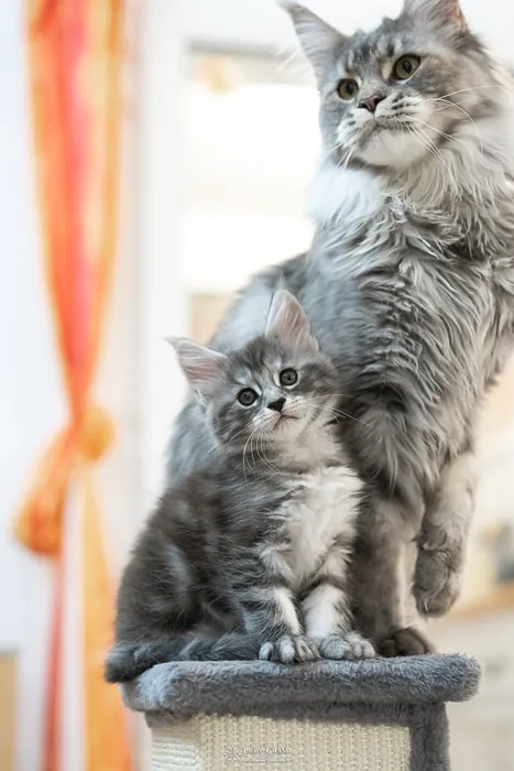 Abacoon's ALIZAH, chaton Maine Coon de la portée du 27 décembre 2025, élevage Abacoon