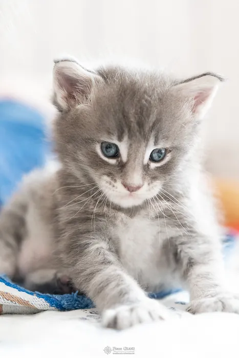 Abacoon's ARIEL, chaton Maine Coon de la portée du 27 décembre 2025, élevage Abacoon