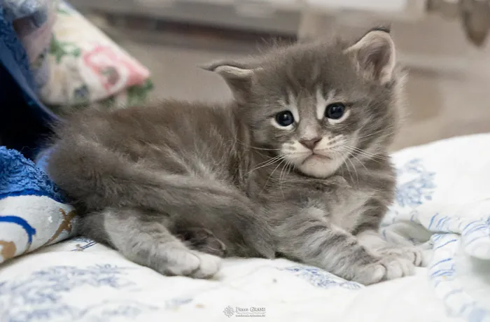 Abacoon's ARIEL, chaton Maine Coon de la portée du 27 décembre 2025, élevage Abacoon