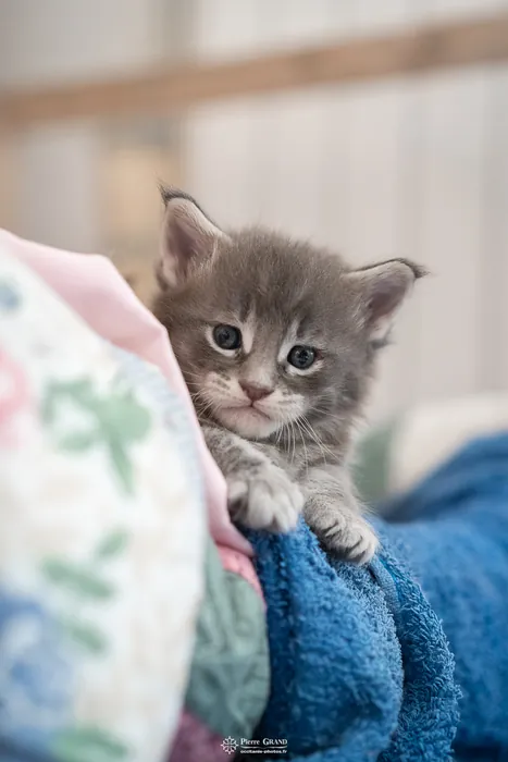 Abacoon's ARIEL, chaton Maine Coon de la portée du 27 décembre 2025, élevage Abacoon