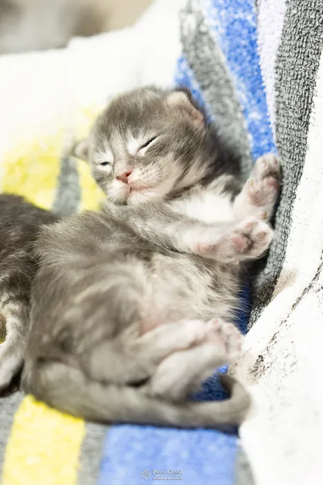 Abacoon's ARIEL, chaton Maine Coon de la portée du 27 décembre 2025, élevage Abacoon